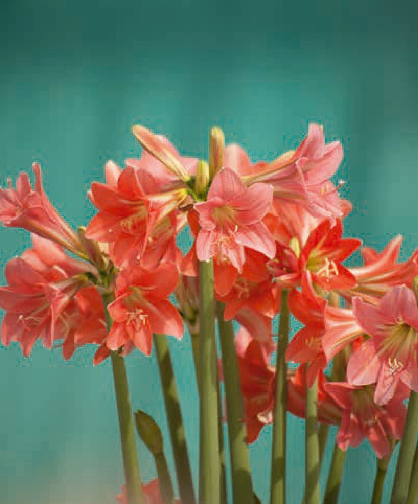 4CE издавачка кућа